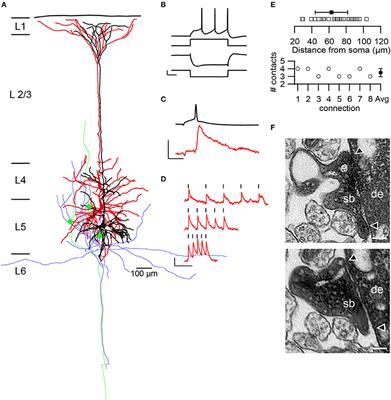 Structural Properties of Synaptic Transmission and Temporal Dynamics at Excitatory Layer 5B Synapses in the Adult Rat Somatosensory Cortex